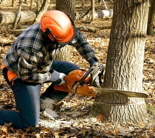 Tree Removal in Stark, KS